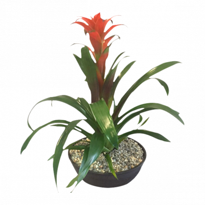 Bromeliad Scarlet Star