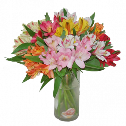 Colorful Alstroemeria